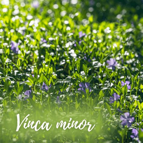 Zimozeleň s kvietkami