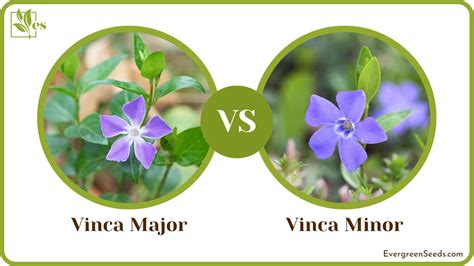 Rozdiel medzi Vinca minor a Vinca major