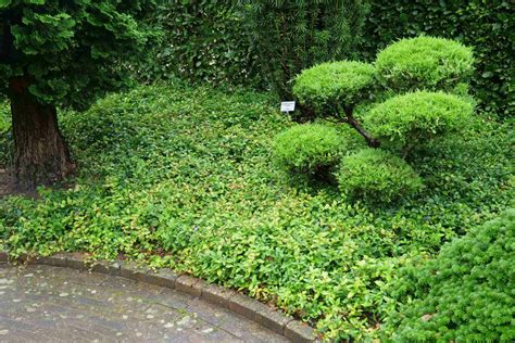 Zimozeleň v rôznych záhradných úpravách