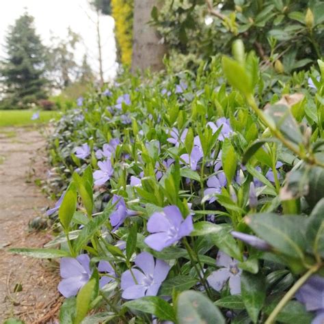 Zimozeleň ako náhrada trávnika v tieni