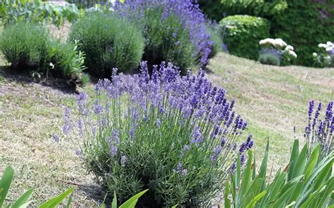 Schéma správneho strihania levandule