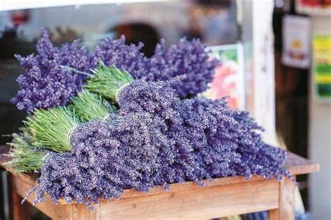 Levanduľové kvety v rôznych fázach zberu