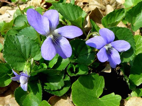 Fialka voňavá v prírode