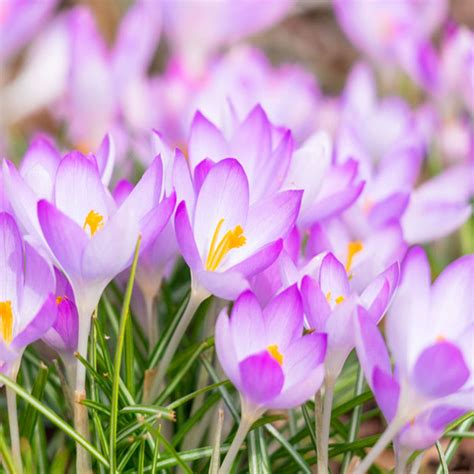 Fialový krókus v záhrade