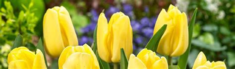 Rôznofarebné tulipány v záhrade