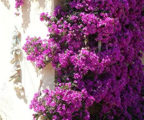 Popínavý plamienok s fialovými kvetmi