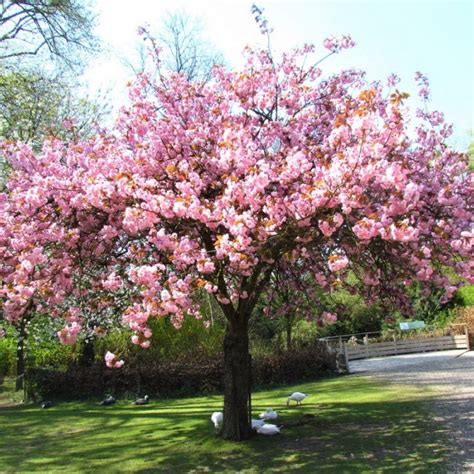 sakura tetovanie symbolika