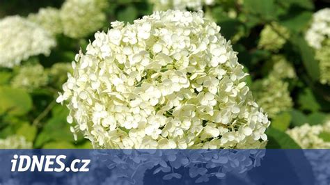Rôzne druhy hortenzií