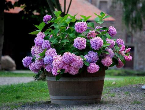 Hortenzia v kvetináči na balkóne