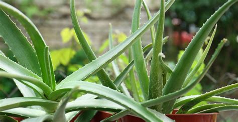 Rôzne druhy rastlín Aloe