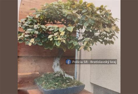 Ilustrácia správnej zálievky bonsaja