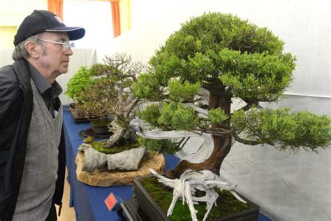 Bonsaj zazimovaný v záhrade