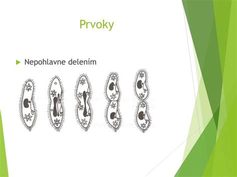 nepohlavné rozmnožovanie prvokov