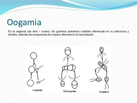 oogamia u živočíchov