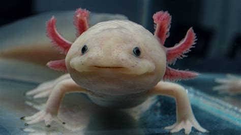 neoténia u obojživelníkov