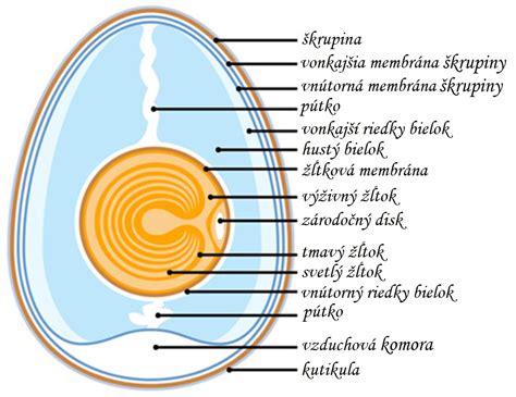 štruktúra vajíčka