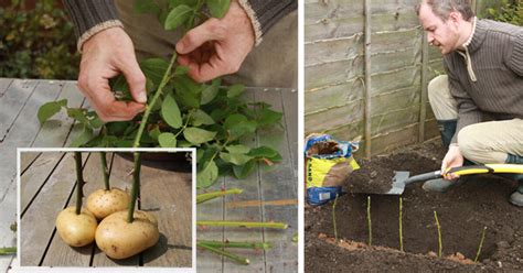 Rozmnožovanie skalnej ruže pomocou odnoží