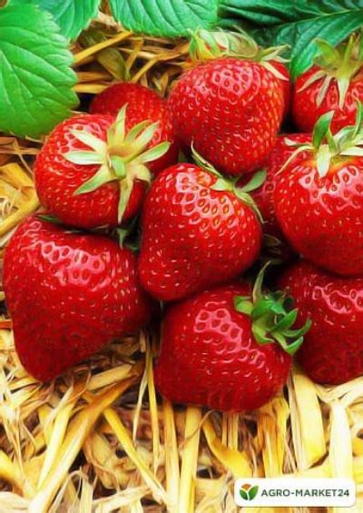 Odrody záhradných jahôd