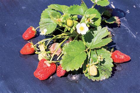 Správne zasadená sadenica jahody