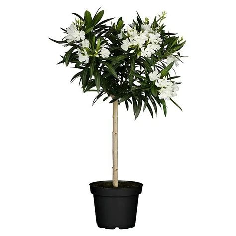 Slnečné stanovisko pre oleander