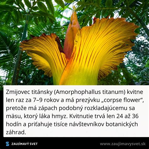 Návštevníci obdivujú kvitnúci Zmijovec titánsky