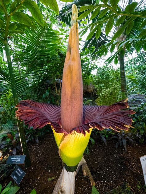 Detailný záber kvetu Amorphophallus titanum
