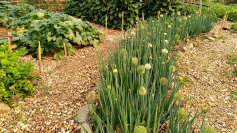 Cibuľa zimná (Allium fistulosum)