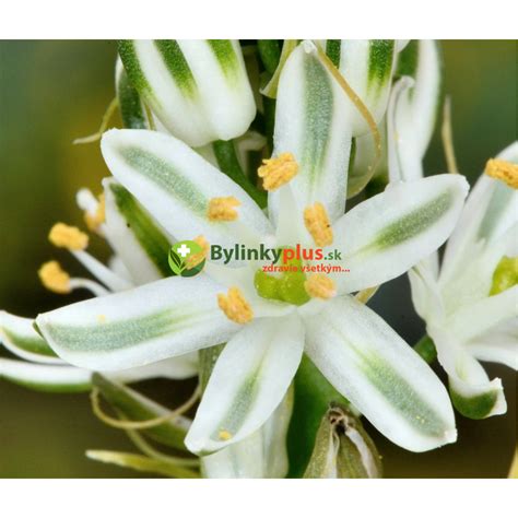 Ornithogalum longibracteatum - Nepravá morská cibuľa