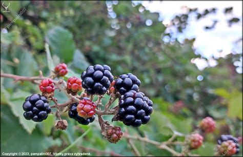 delenie kríka černice