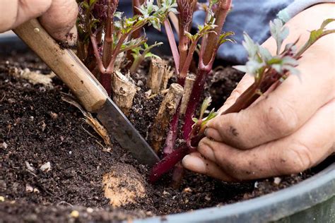 koreňové odrezky černíc