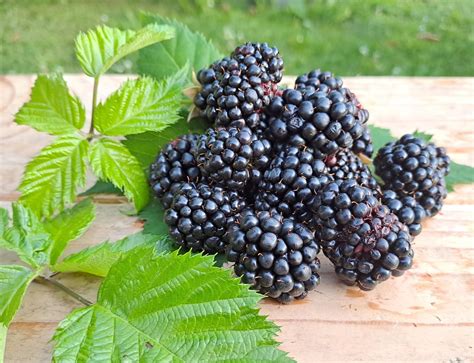 černice bez tŕňov