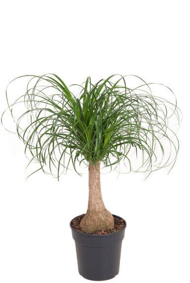 Ilustrácia rastliny Beaucarnea s charakteristickým hrubým kmeňom