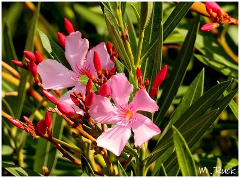 Oleander s farebnými kvetmi