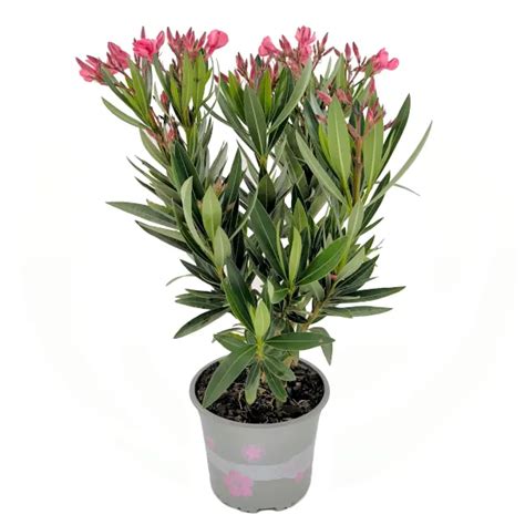 Zimujúci oleander v interiéri