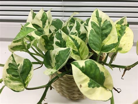 Potosovec zlatý s typickými žlto-zelenými listami