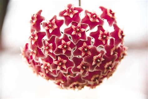 Voskovka s charakteristickými voskovými kvetmi