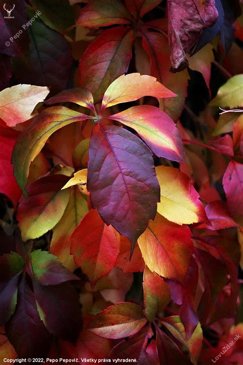 Pavinič na jeseň sfarbený do červena