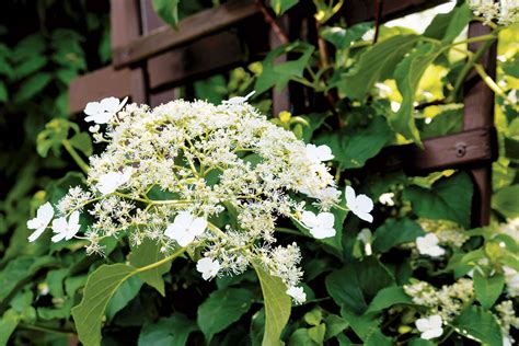 Popínavá hortenzia s bielymi súkvetiami