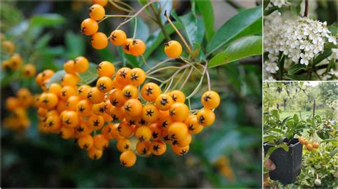 Hlohyňa s oranžovými plodmi