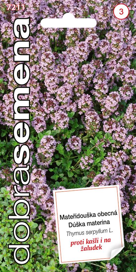 Materina dúška pestovaná v kvetináči na balkóne