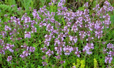 Infografika zobrazujúca liečivé účinky materinej dúšky