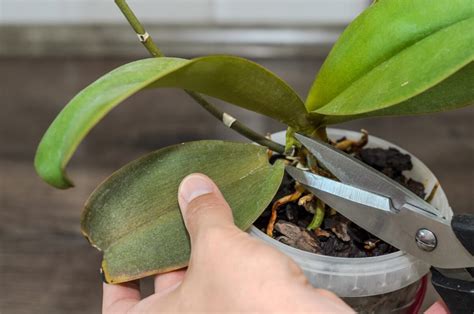 infografika znázorňujúca správny postup presádzania orchidey