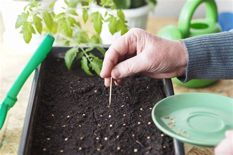 Schéma výsevu semien paradajok do pôdy
