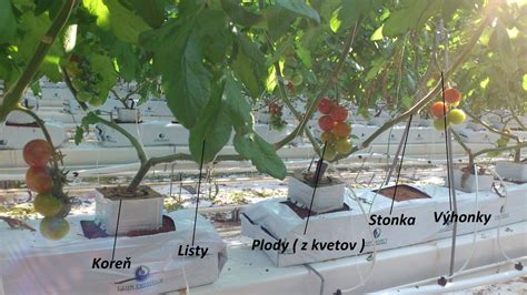 Graf zobrazujúci optimálne teploty a svetelné podmienky pre paradajky