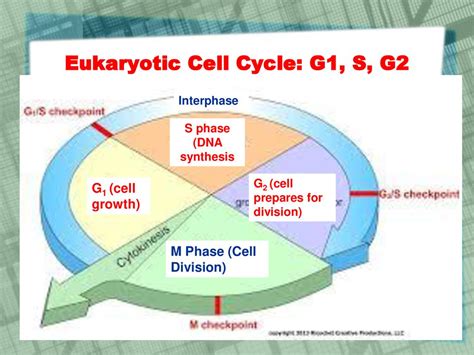 Ilustrácia bunkového cyklu s vyznačenými fázami G1, S, G2 a M.