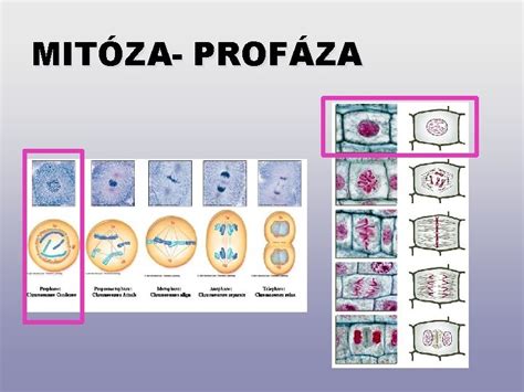 Schéma znázorňujúca jednotlivé fázy mitózy: profáza, metafáza, anafáza, telofáza.