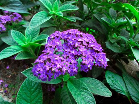 Heliotropium arborescens - vanilkový krík