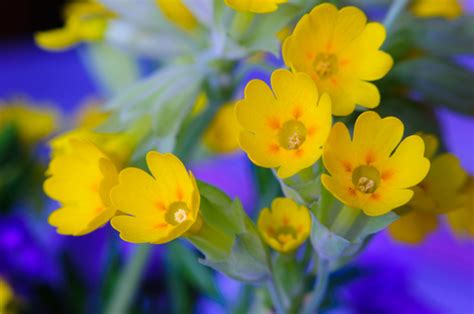 Botanický nákres prvosienky jarnej