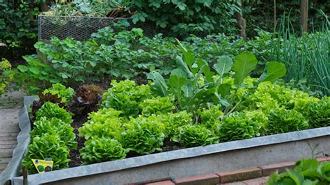 Záhon s rôznymi druhmi prvosienok