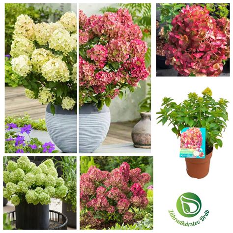 rastlina hortenzia v záhrade